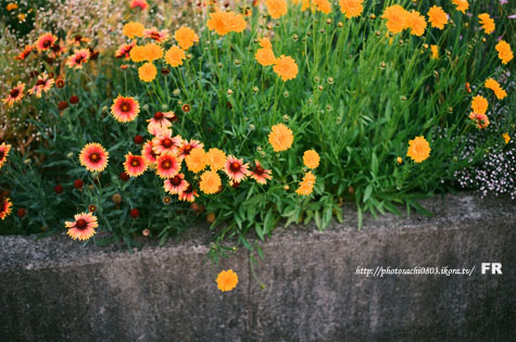 十花十彩。