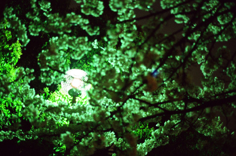夜桜