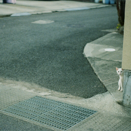 のら猫兄弟。