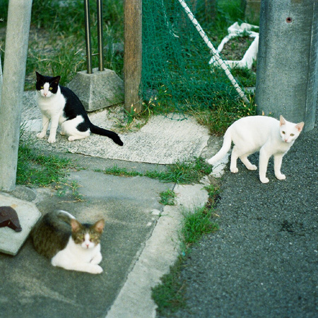 のら猫兄弟。