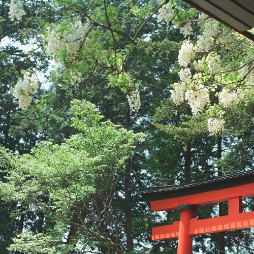 初夏