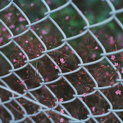 小花