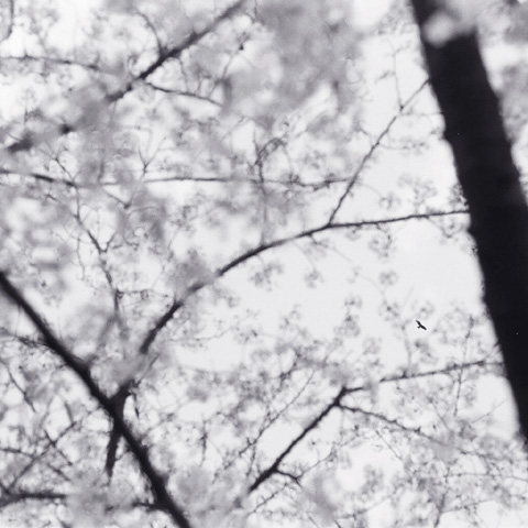 桜の頃。