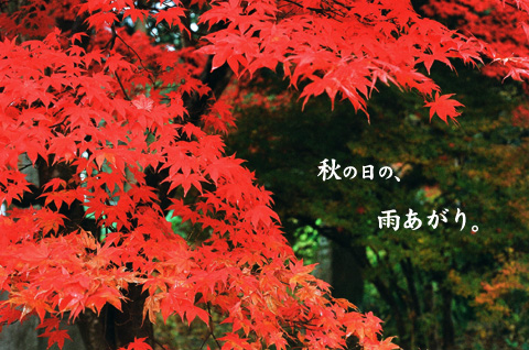 紅。