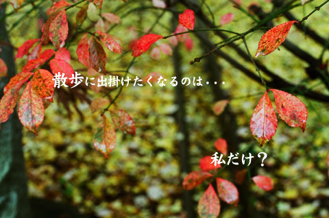 紅。