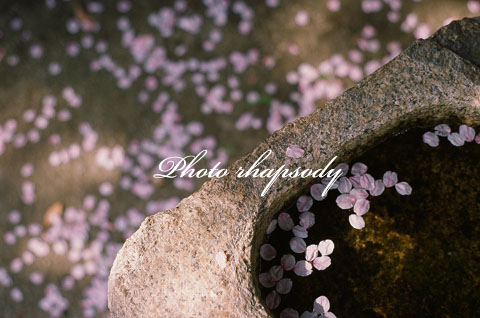 舞い降ちた桜。