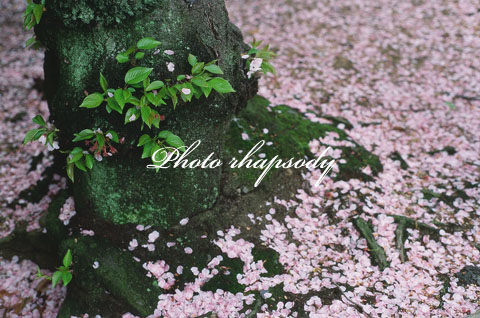 舞い降ちた桜。