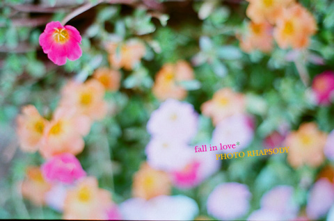 fall in love*
