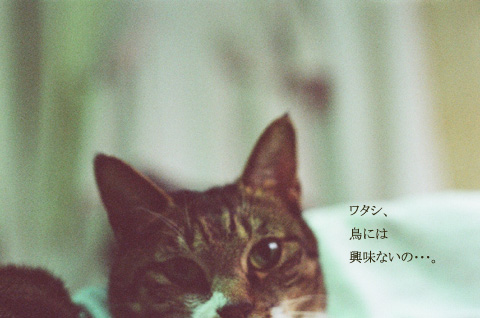 家族紹介。