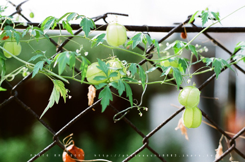 Heart Pea*