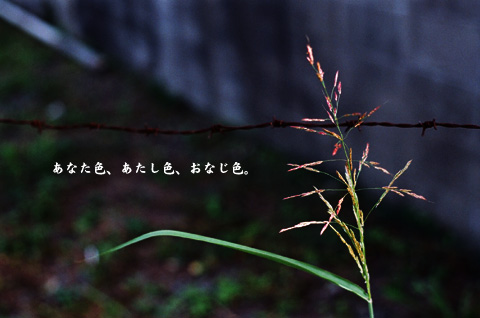 ふしぎ色。