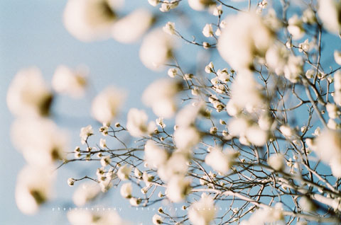 SpringPink*