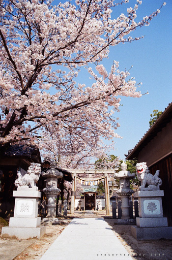 春神社。