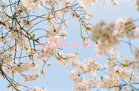 桜空。