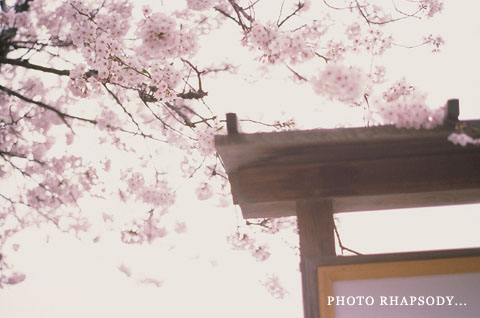 SAKURA