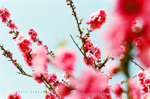 SpringPink*