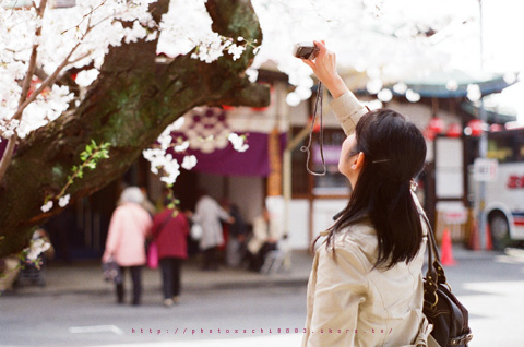 満開の桜を見て、