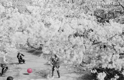 桜の木の下。