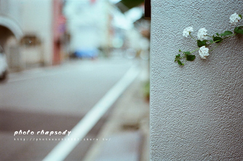 白い花。