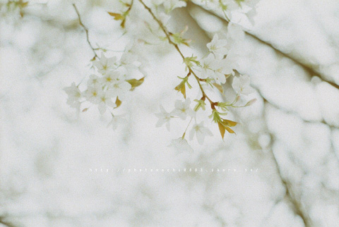 銀桜。