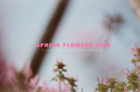 SPRING FLOWERS 2008