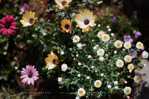 SPRING FLOWERS 2008