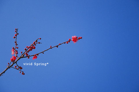 vivid spring*
