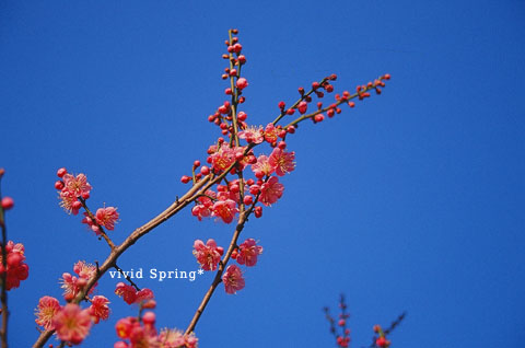 vivid spring*