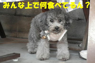 5ワンでお食事♪