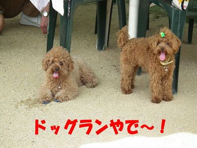 親方→ラン大好き!ぽん太→ランは・・・