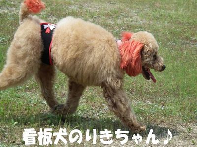 親方→ラン大好き!ぽん太→ランは・・・