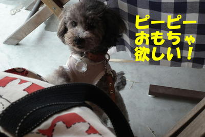 5ワンでお食事♪