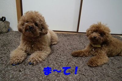 ゴロ~ンしたらおやつ貰えるんやで!