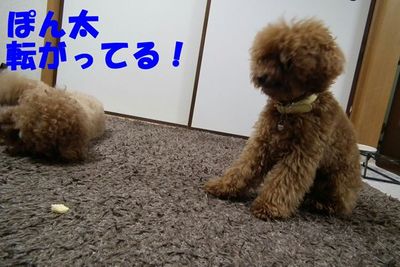 ゴロ~ンしたらおやつ貰えるんやで!