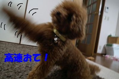 ゴロ~ンしたらおやつ貰えるんやで!