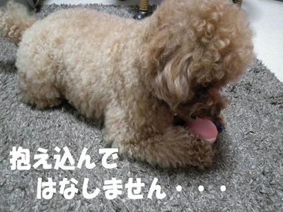 親方→ラン大好き!ぽん太→ランは・・・