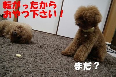 ゴロ~ンしたらおやつ貰えるんやで!