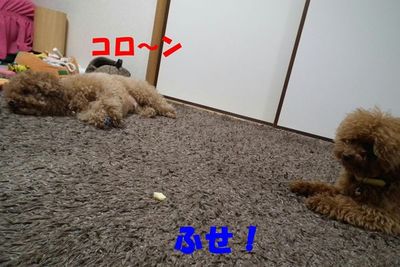 ゴロ~ンしたらおやつ貰えるんやで!