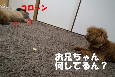 ゴロ~ンしたらおやつ貰えるんやで!