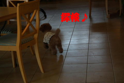 お兄ちゃんにくっついとくわ!