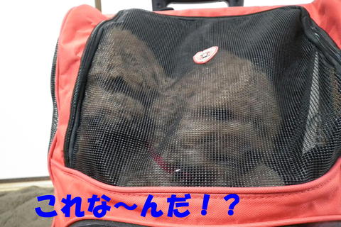 2個購入しました・・・