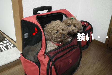 2個購入しました・・・