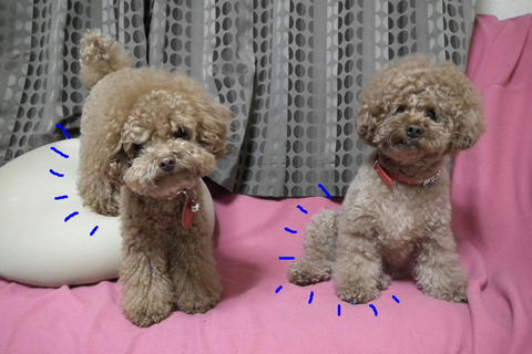 お家シャンプー後はぶっさいく^^;