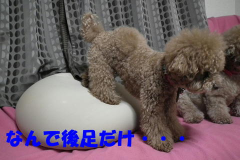 お家シャンプー後はぶっさいく^^;