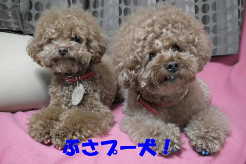 お家シャンプー後はぶっさいく^^;