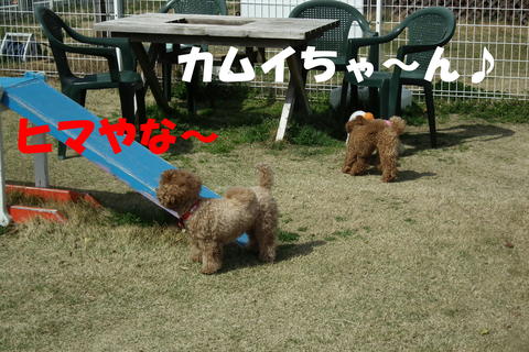 逃げるワンには強いぽん太^^;
