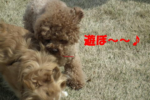 逃げるワンには強いぽん太^^;