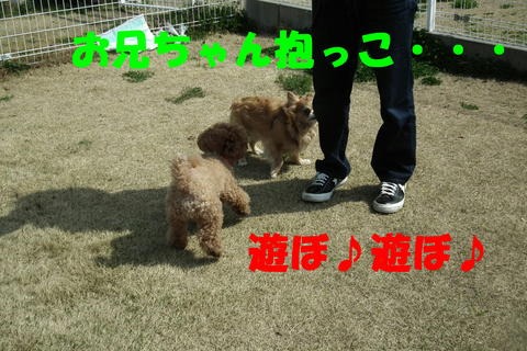 逃げるワンには強いぽん太^^;