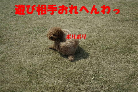 逃げるワンには強いぽん太^^;