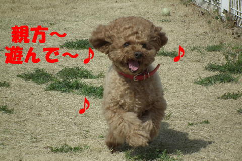 逃げるワンには強いぽん太^^;